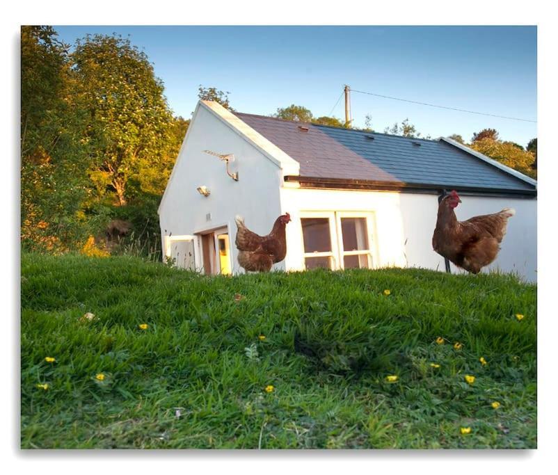 Cosy Self Contained Cottage With Stunning Views Killaloe Ngoại thất bức ảnh